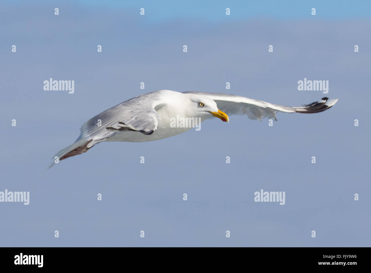 Herring Gull in flight from Isles of Scilly pelagic trip Stock Photo