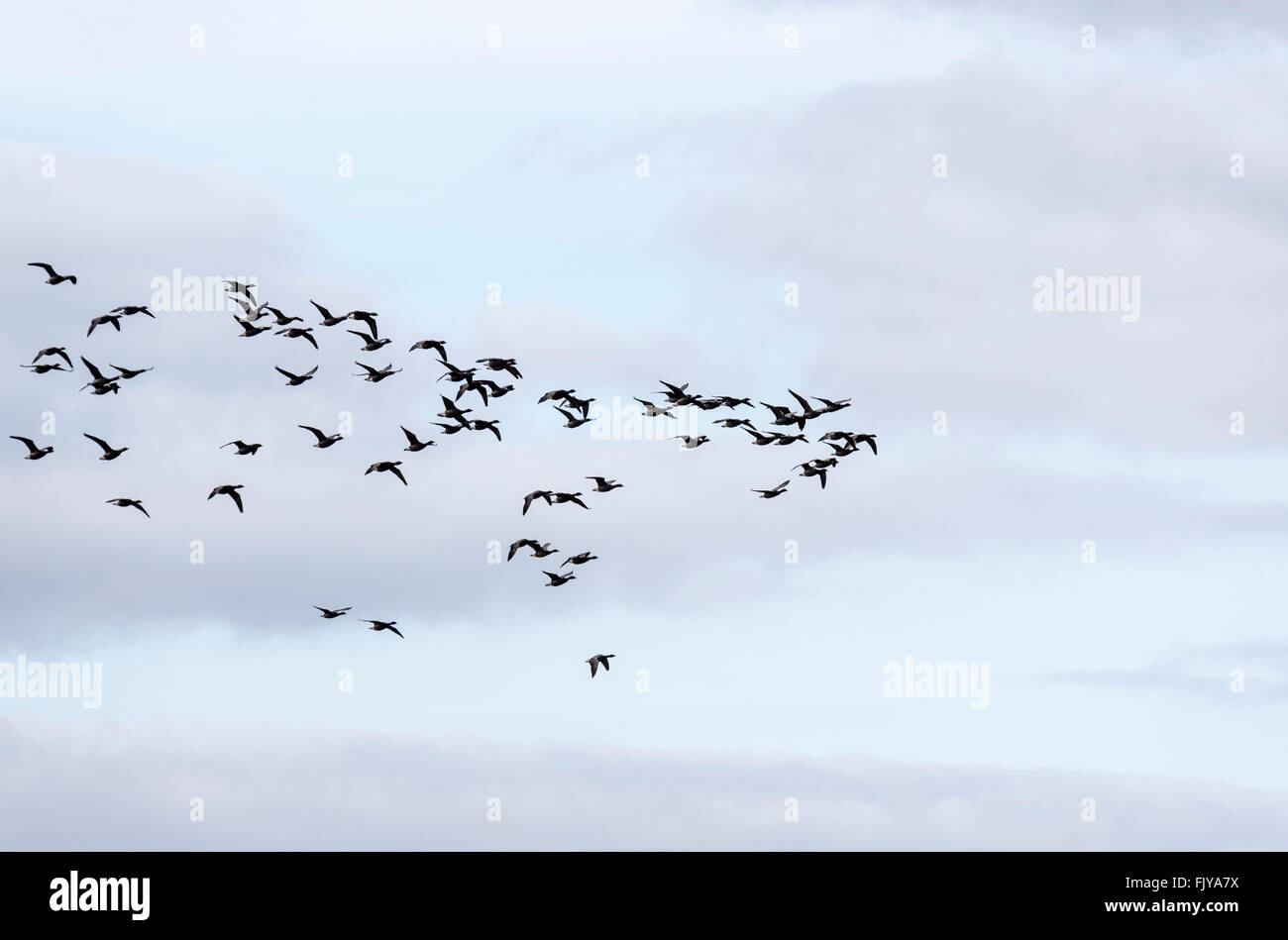 A skein of Brent Geese flying Stock Photo
