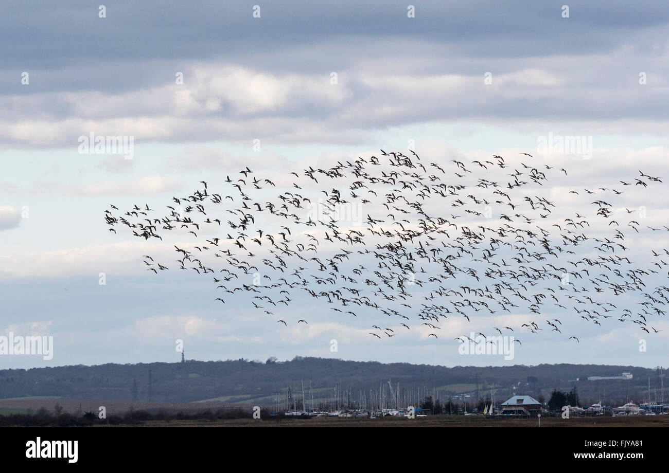 A large flock of Brent Geese flying near Benfleet Stock Photo