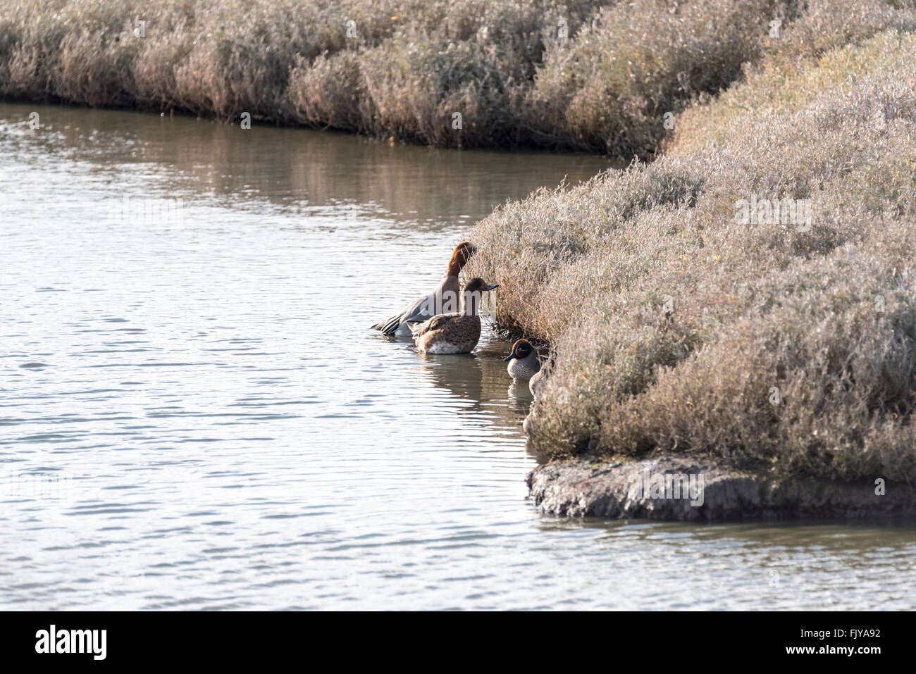 A pair of Wigeon feeding on the saltmarsh Stock Photo