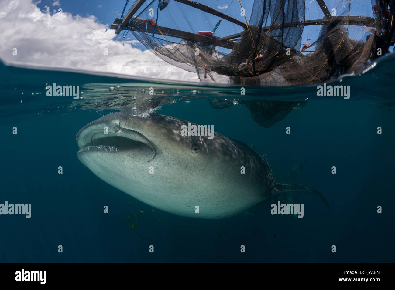 Whale shark near a fishing device called 'Bagan'. Bagans are large stationary anchored ourigger boats that have a net spanning f Stock Photo