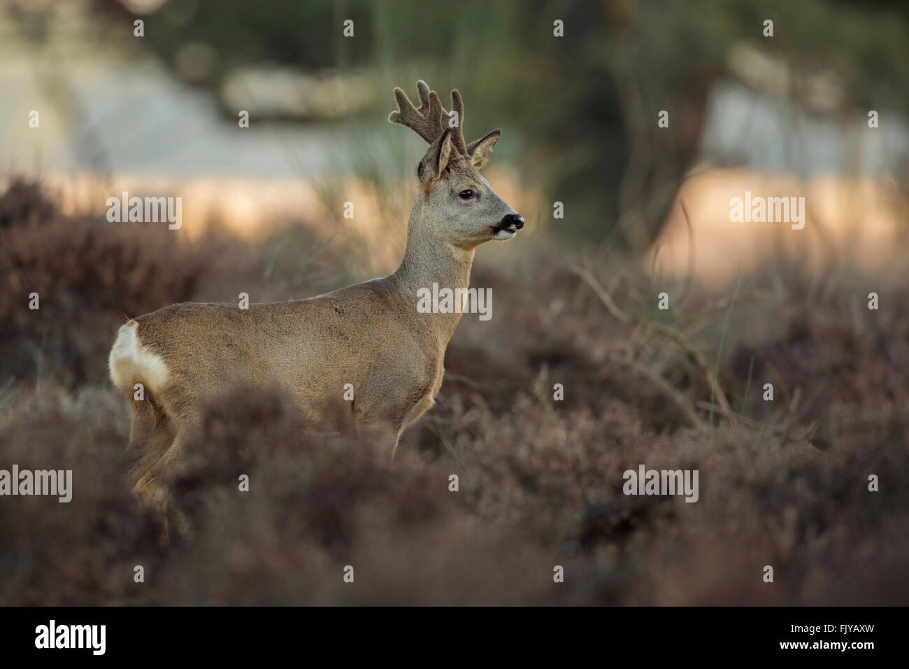 Roe deer ( Capreolus capreolus ), buck, with regrowing antlers, in velvet, stands in dry wintry vegetation, attentively watching Stock Photo