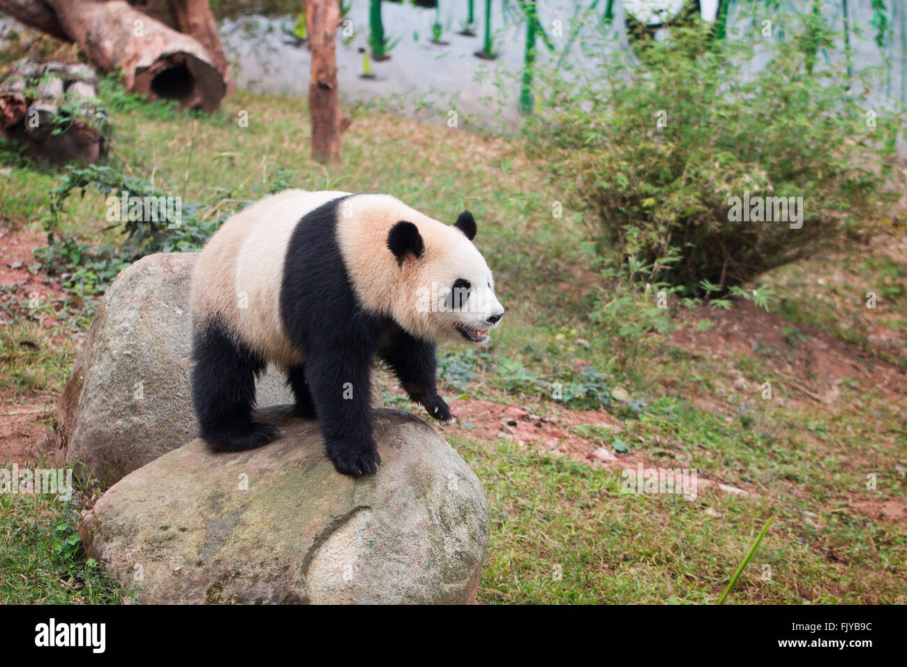 Panda in zoo Stock Photo