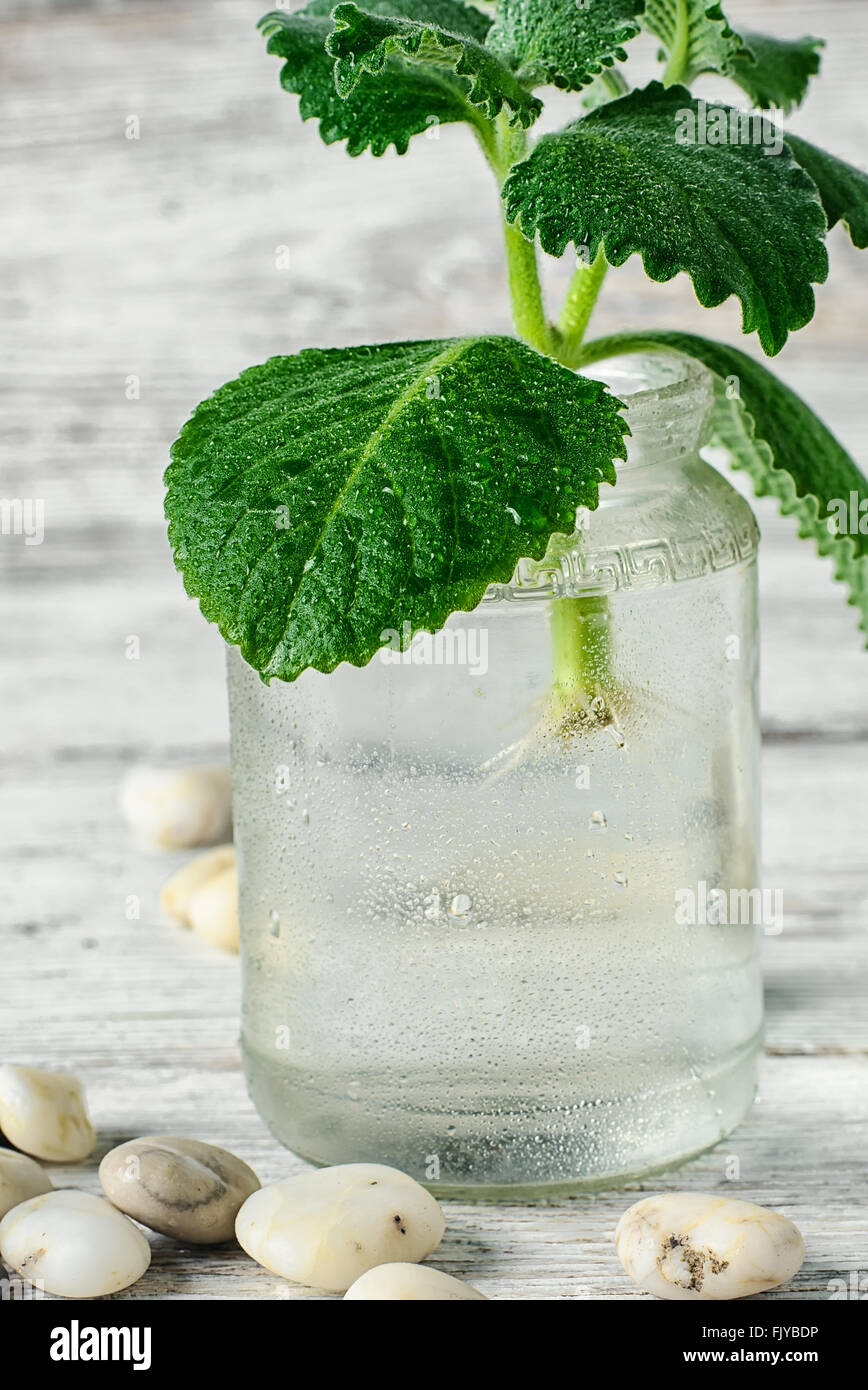 Water jar root hires stock photography and images Alamy