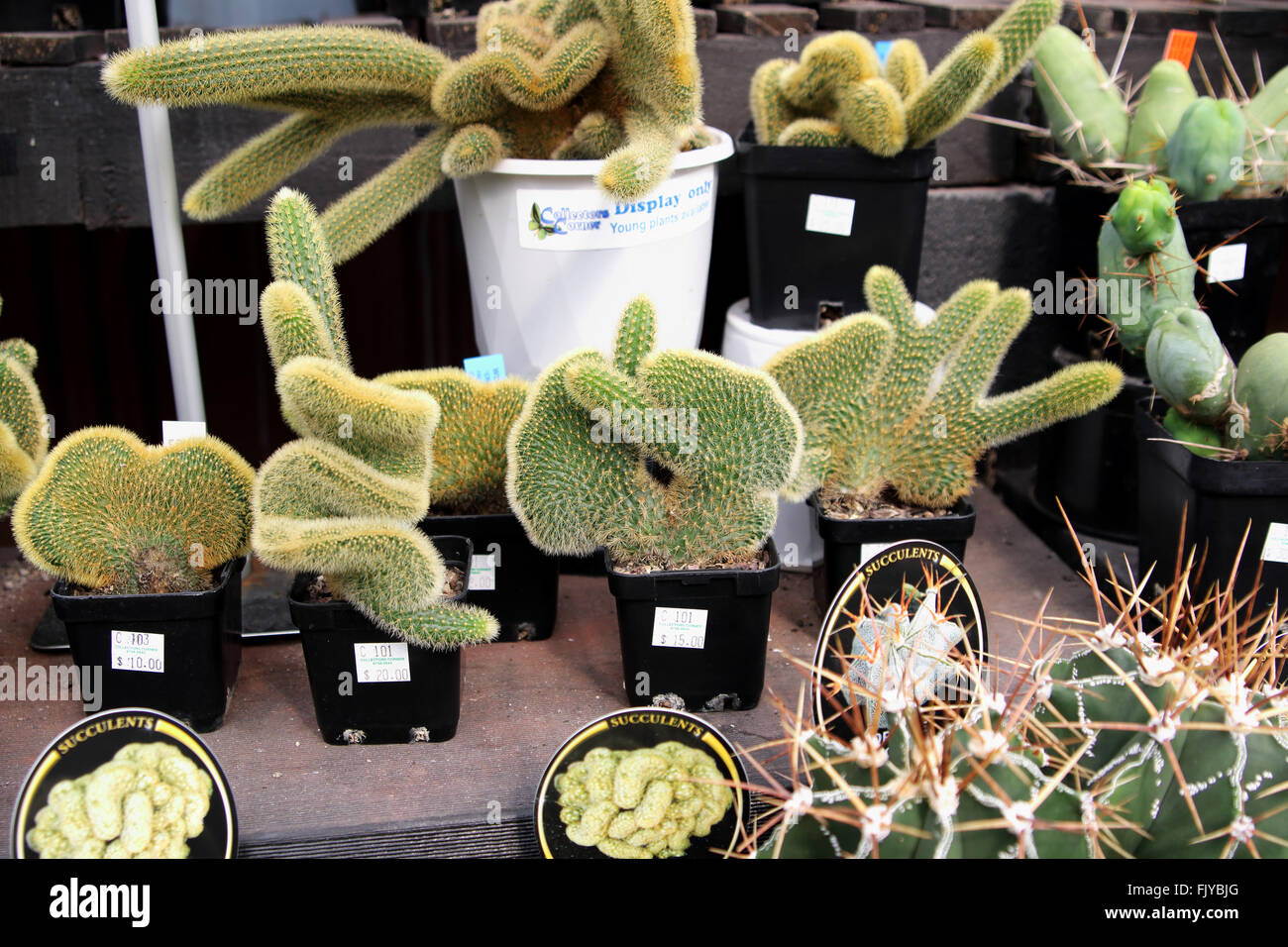 Hildewintera aureispina cristata cactus or known as Crested Golden Rat Tail Stock Photo