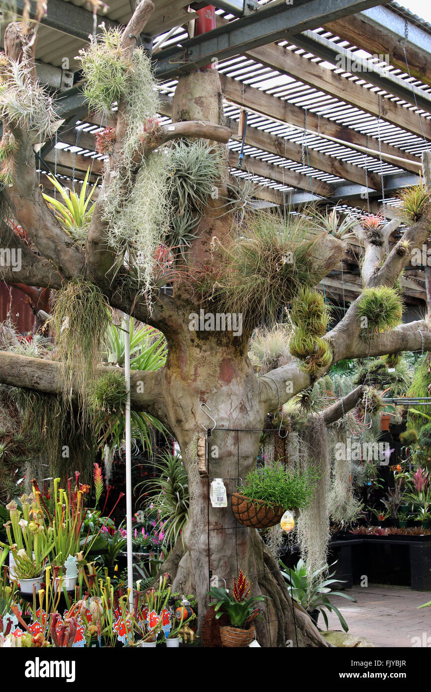 Air plant growing on a tree Stock Photo Alamy