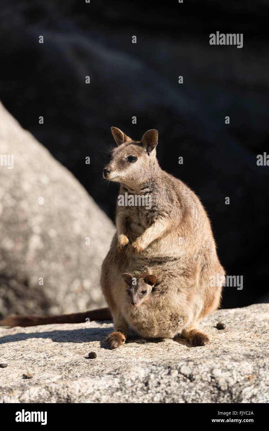 Mareeba rock-wallaby mom with joey in her pouch (Petrogale mareeba) Stock Photo