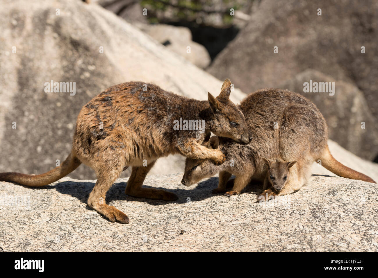Mareeba rock-wallaby mom with joey in her pouch (Petrogale mareeba)  with male wallaby grooming mommy. Stock Photo