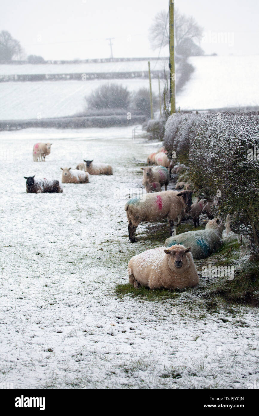 Welsh sheep seeking sheltering from Snow Storm Storm Jake along a hedgerow as snow falls on an upland sheep farm in rural Flintshire Stock Photo