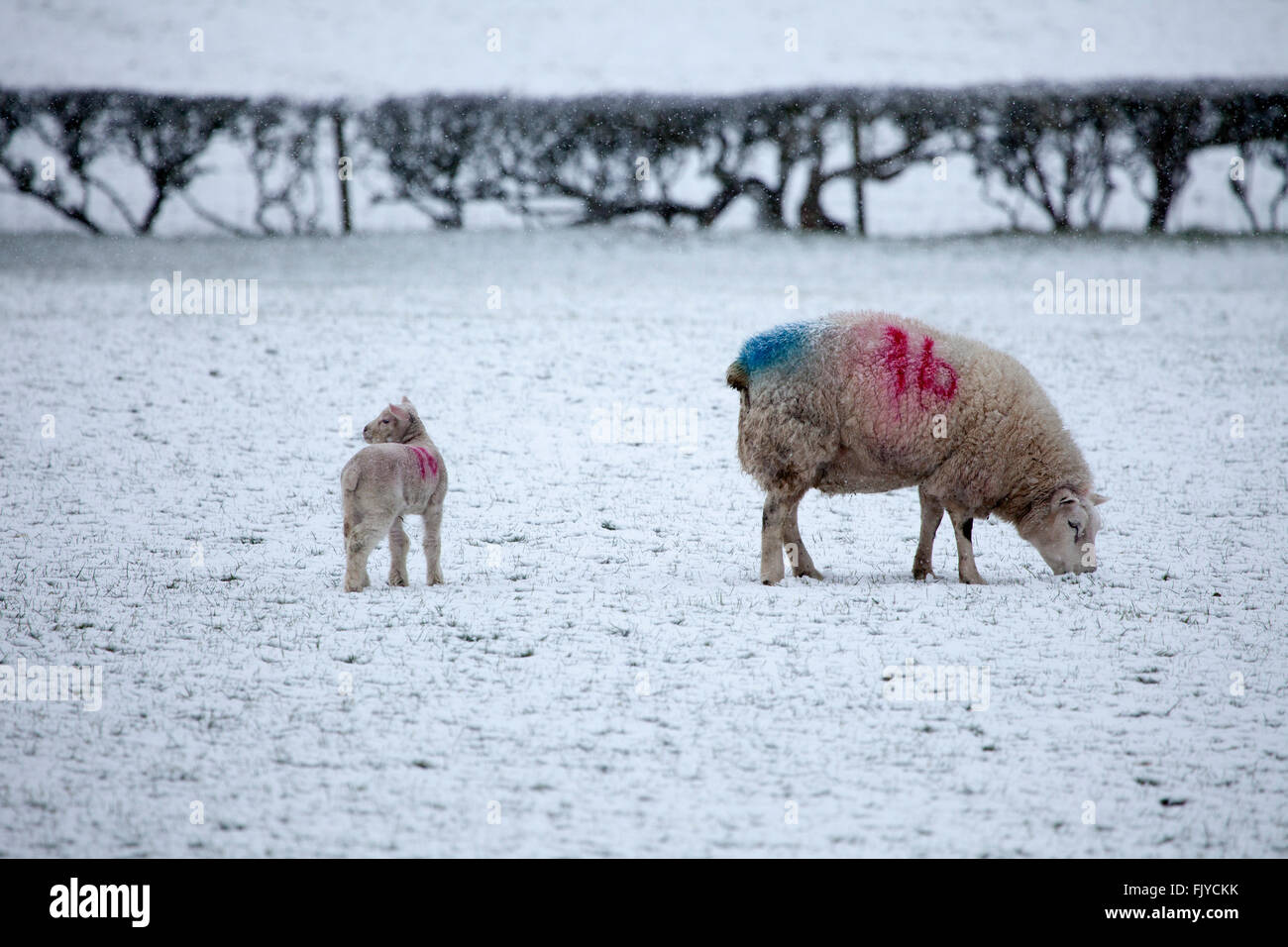 Welsh sheep ewe and baby lamb sheltering from Snow Storm Storm Jake as snow falls on an upland sheep farm in rural Flintshire Stock Photo