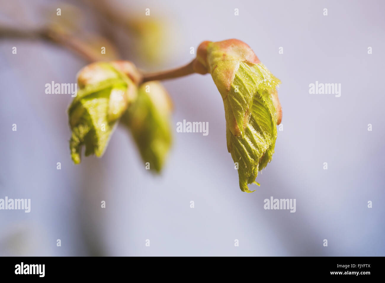 first leaves and buds on linden tree springtime photo Stock Photo