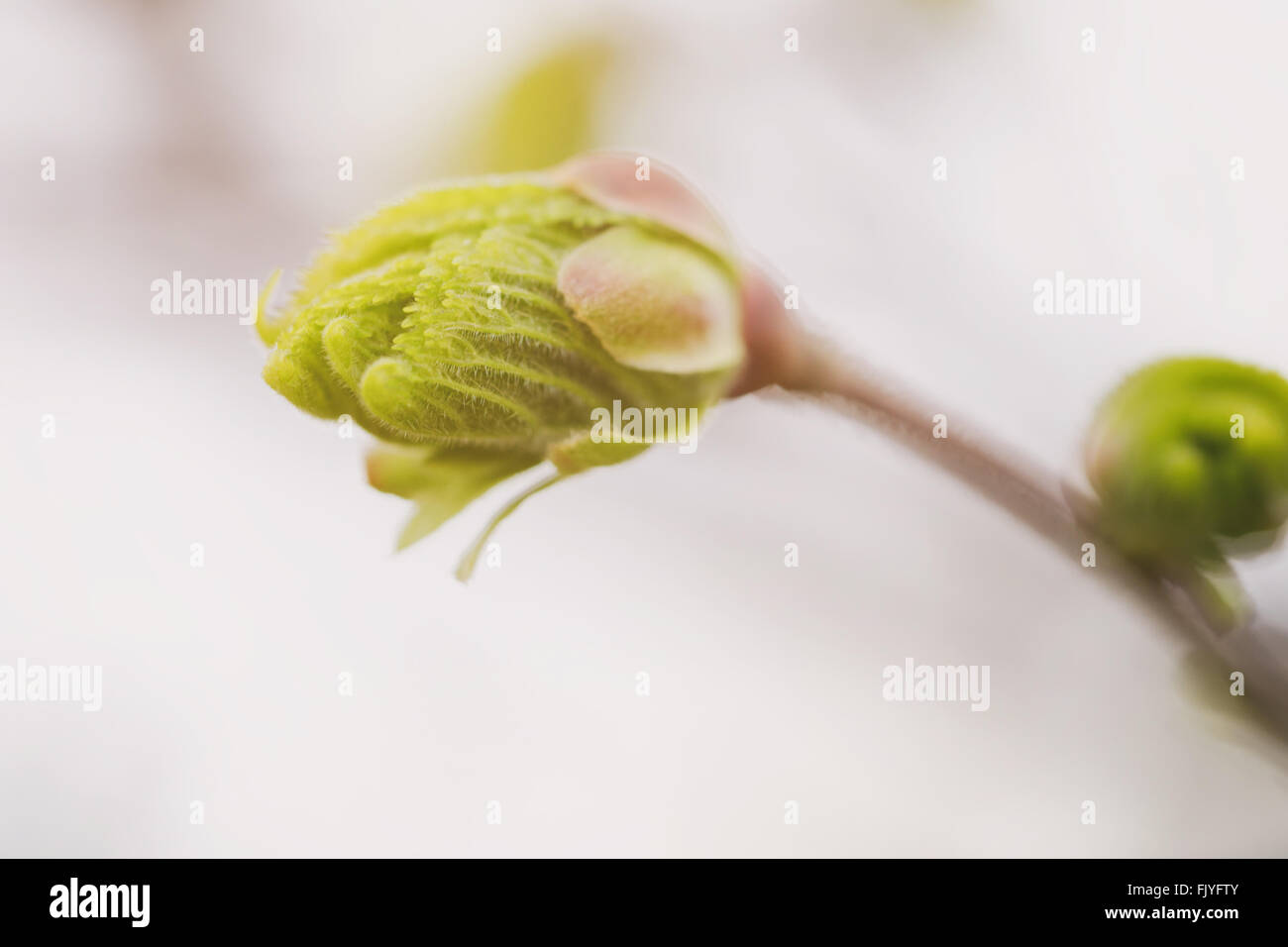 first leaves and buds on linden tree springtime photo Stock Photo