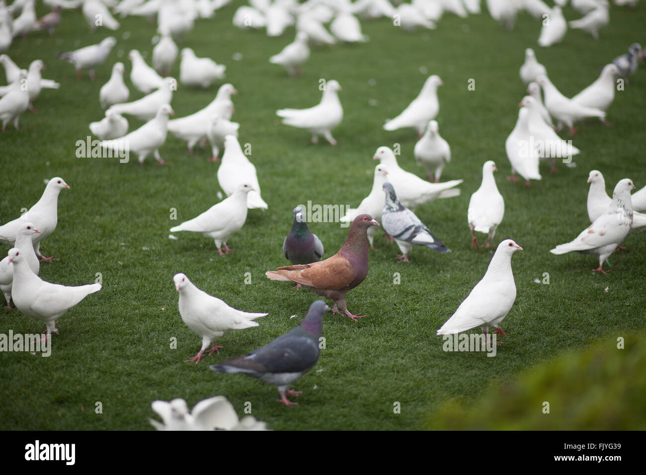 Flock Of Pigeons In A Field Stock Photo Alamy