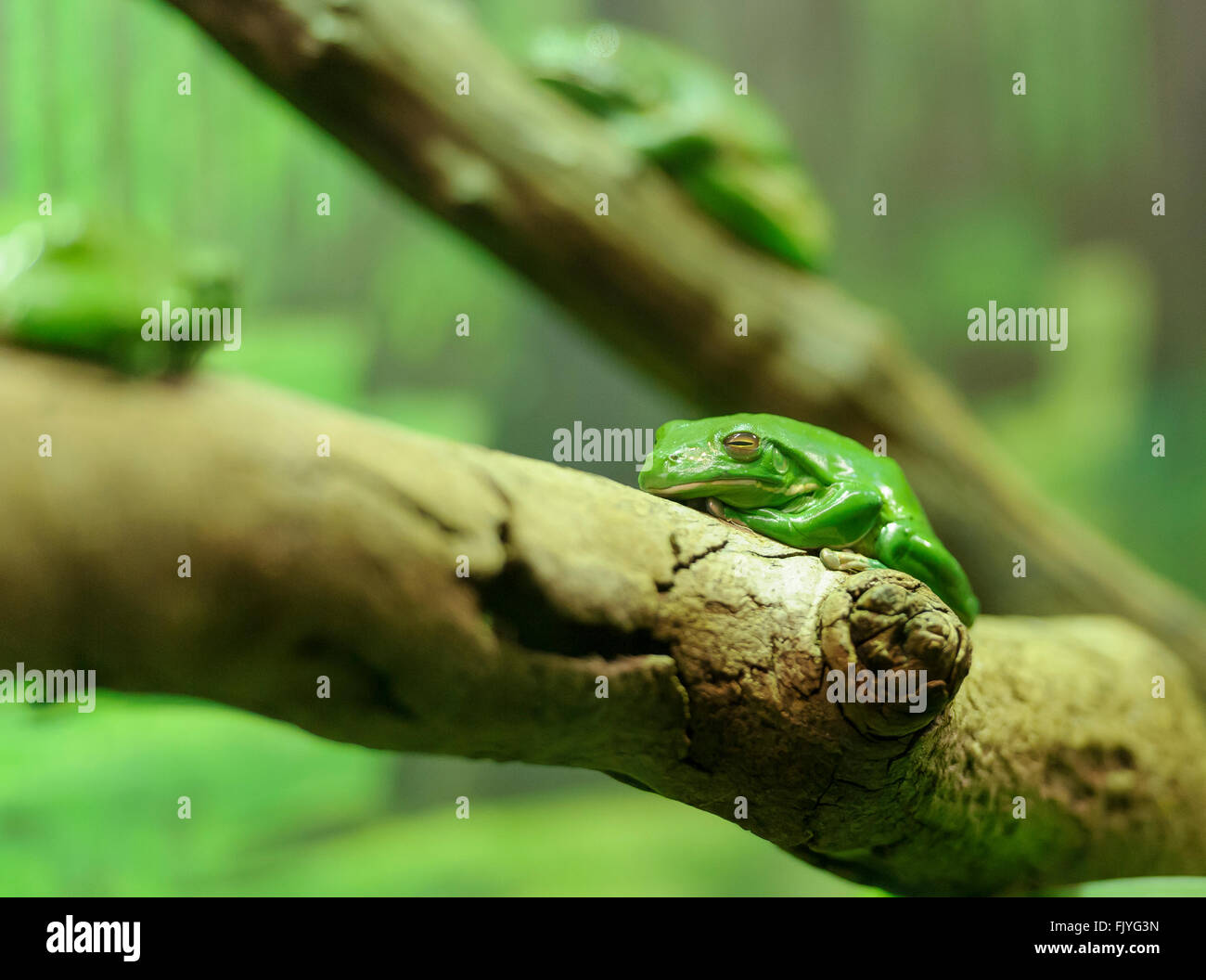 Green Tree Frog, in Taronga Zoo, Sydney, Australia Stock Photo