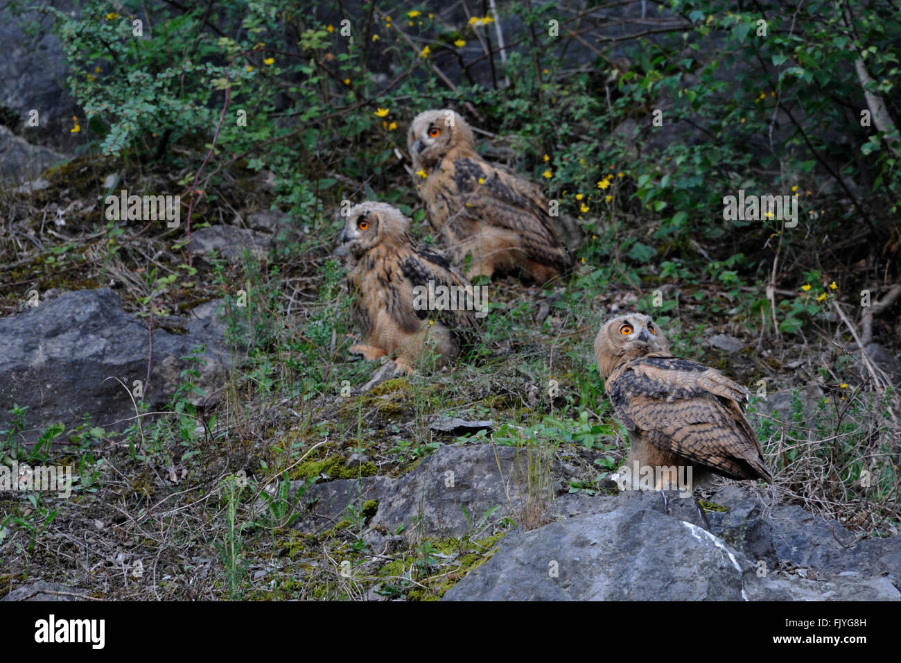 Northern Eagle Owls ( Bubo bubo ), cute fledglings, siblings, sits together in an old quarry, wildlife, Germany. Stock Photo