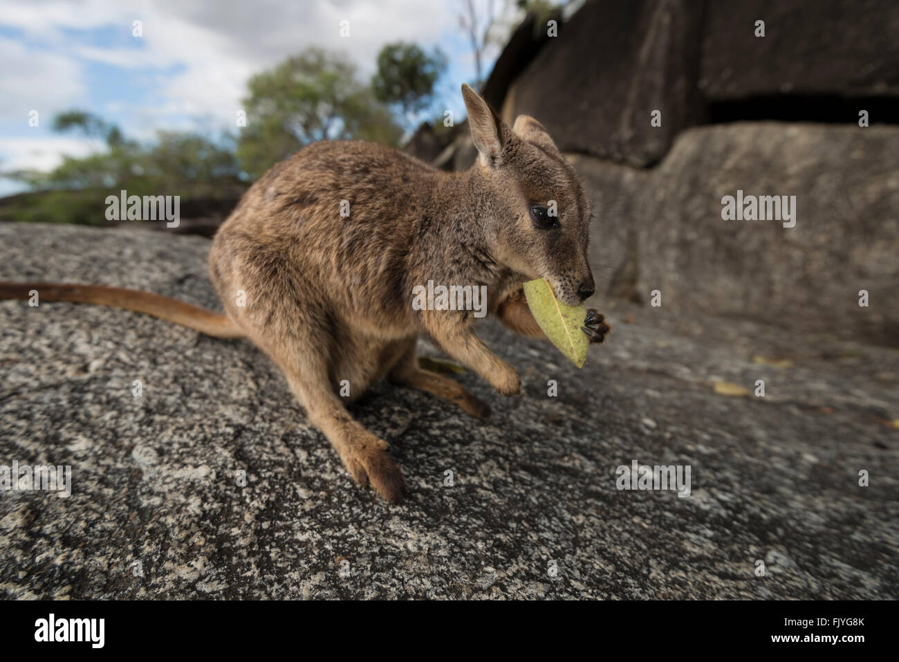 Mareeba rock-wallaby (Petrogale mareeba) eating a gum tree leaf Stock Photo