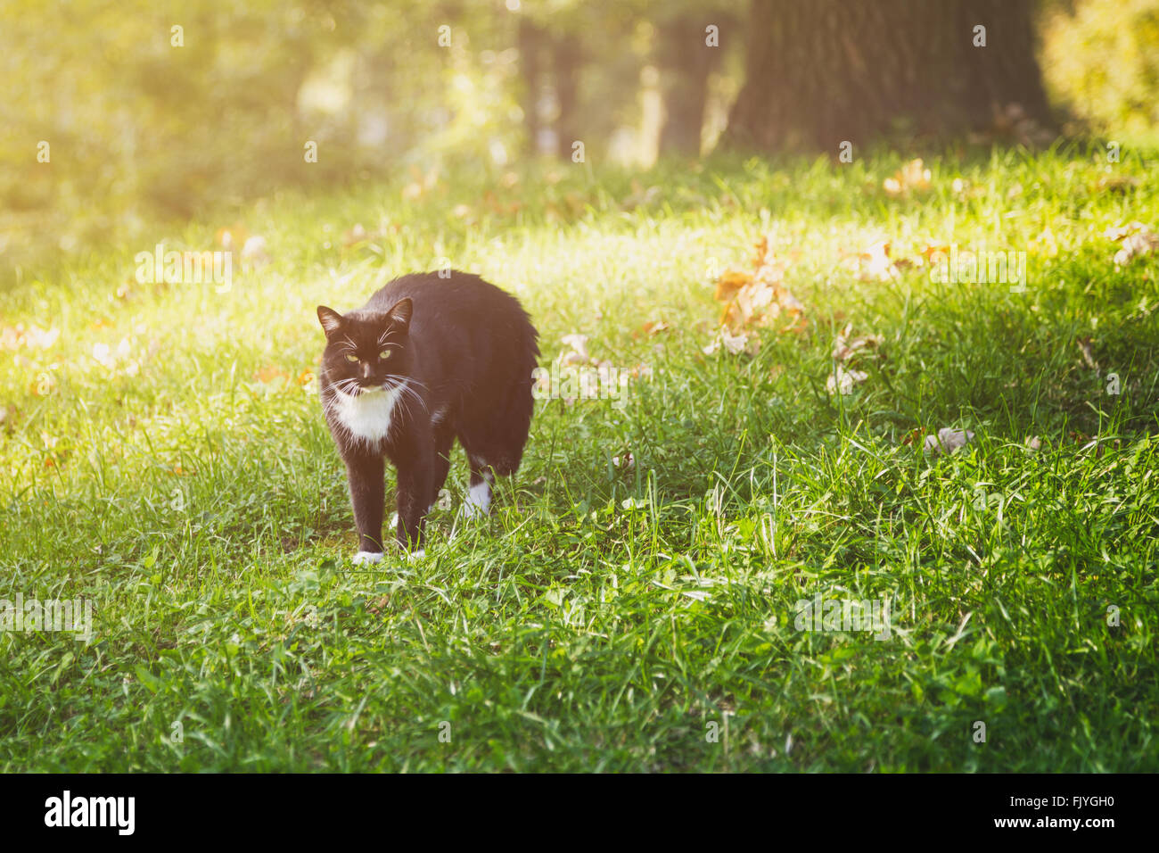 black and white cat on summer meadow grass Stock Photo - Alamy