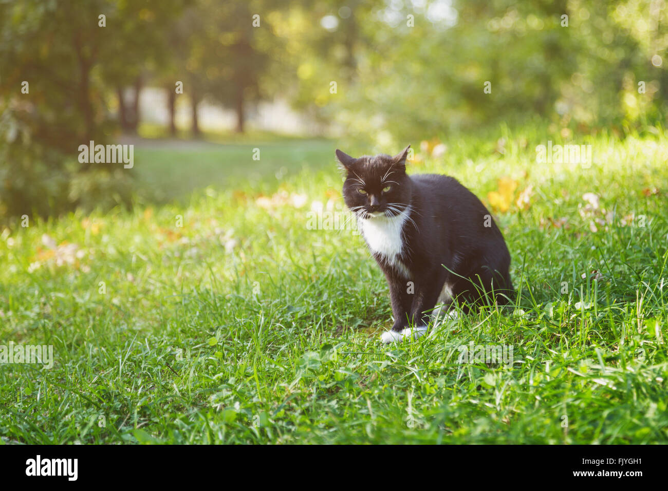 black and white cat on summer meadow grass Stock Photo Alamy
