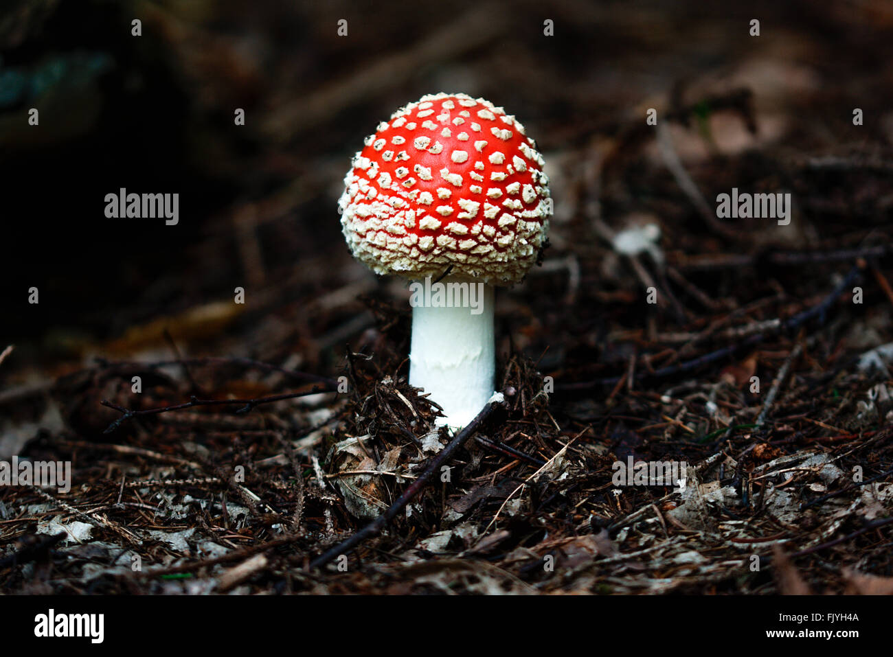 Close-Up Of Fly Agaric Mushroom On Field Stock Photo
