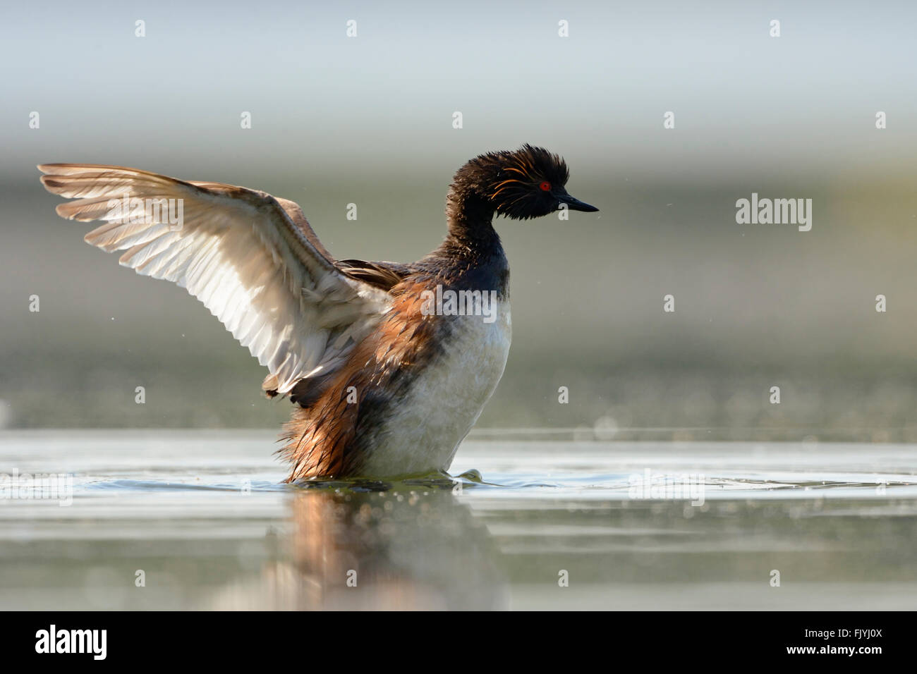 Black-necked Grebe / Eared Grebe ( Podiceps nigricollis ) rearing high up out of the water, beating its wings. Stock Photo