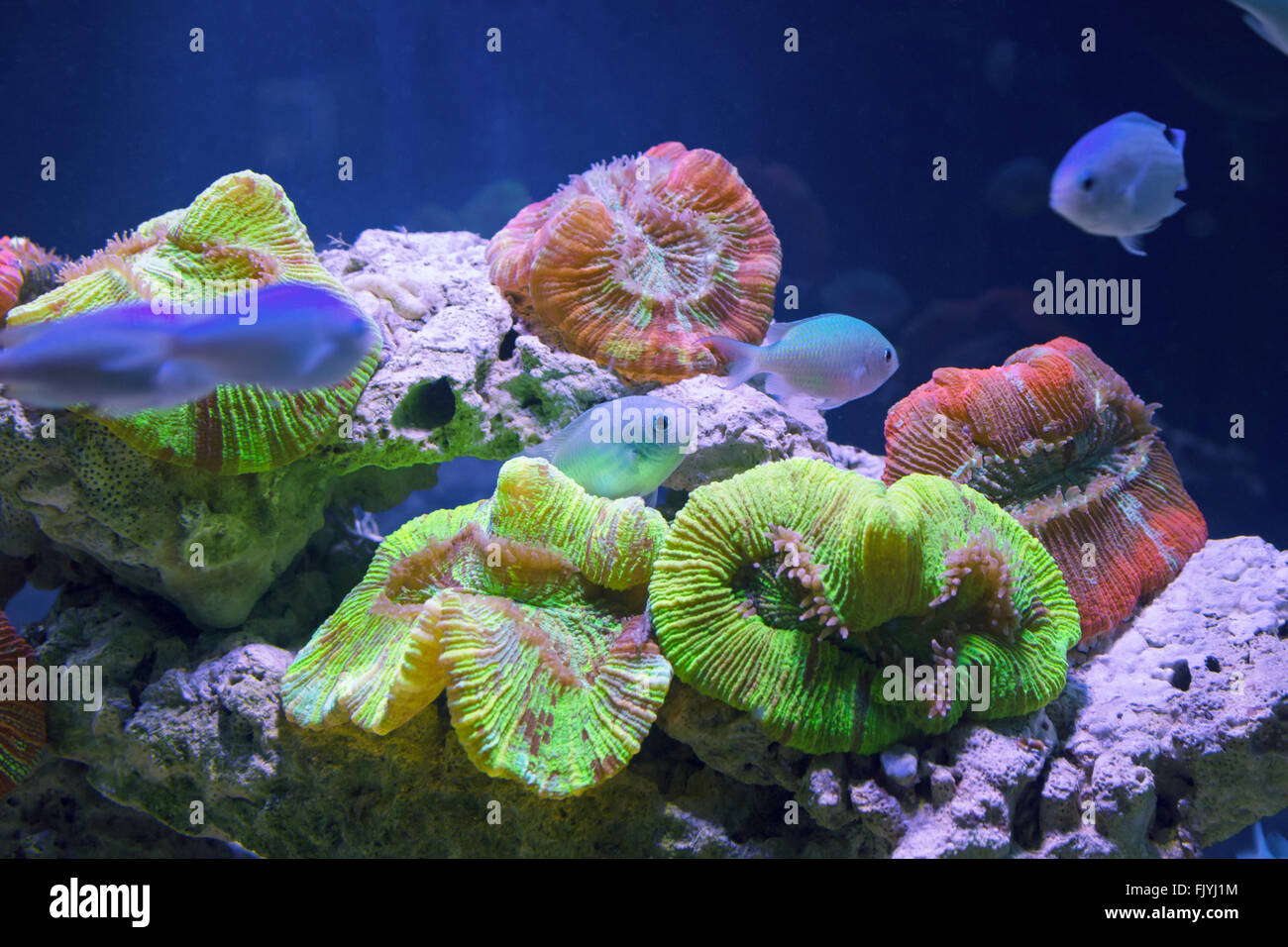 Beautiful underwater world with tropical fish Stock Photo