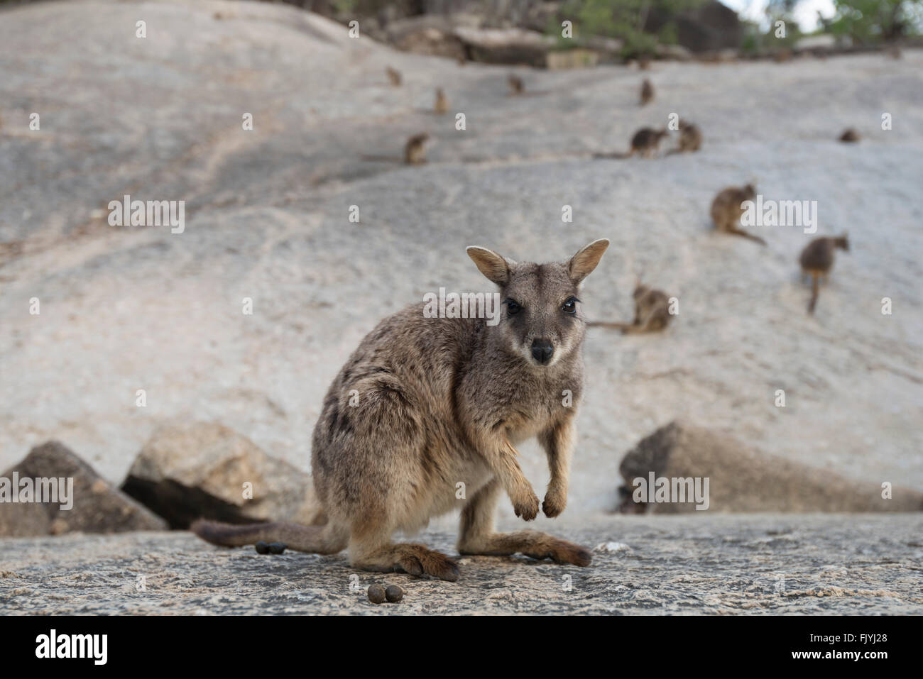 Mareeba rock-wallaby (Petrogale mareeba) Stock Photo