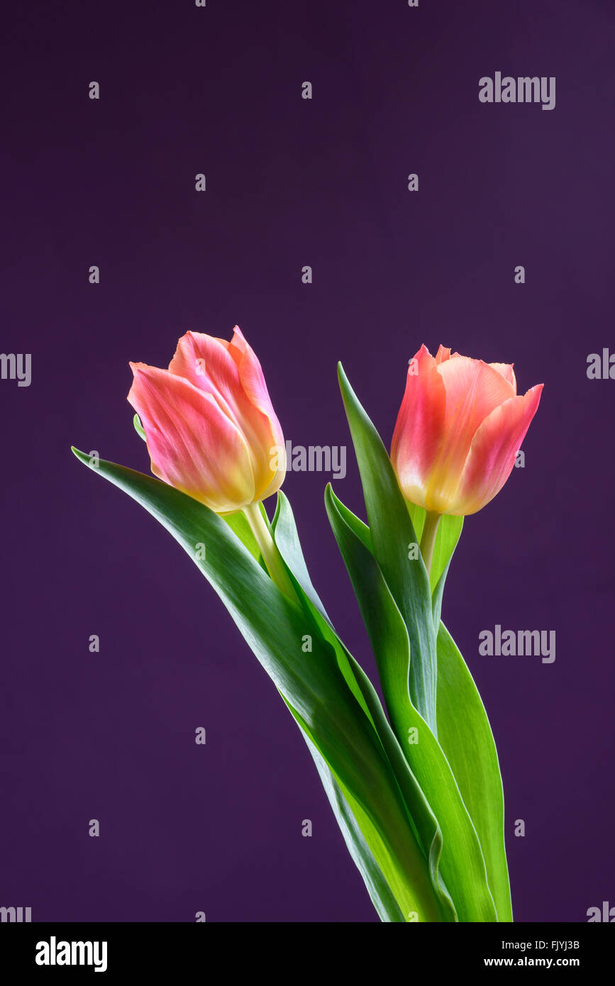 A pair of orange Tulip flowers against a purple background Stock Photo