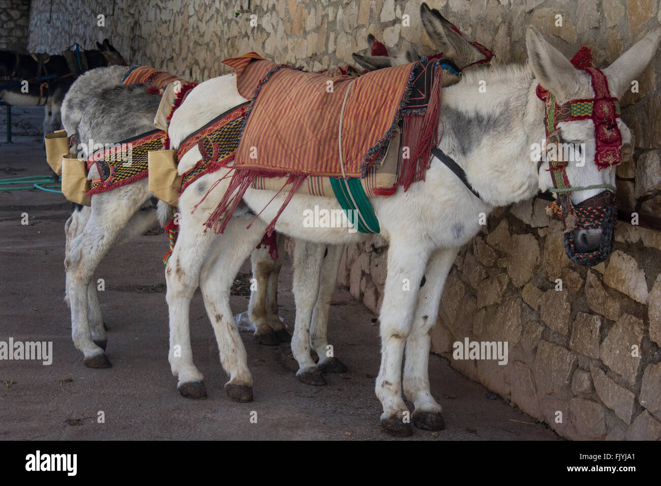 Burro taxi (donkey rides), Mijas, Costa del Sol, Stock Photo