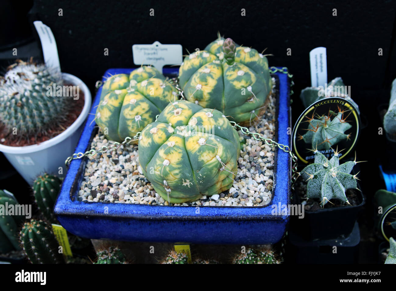 Gymnocalycium horstii variegata Stock Photo - Alamy