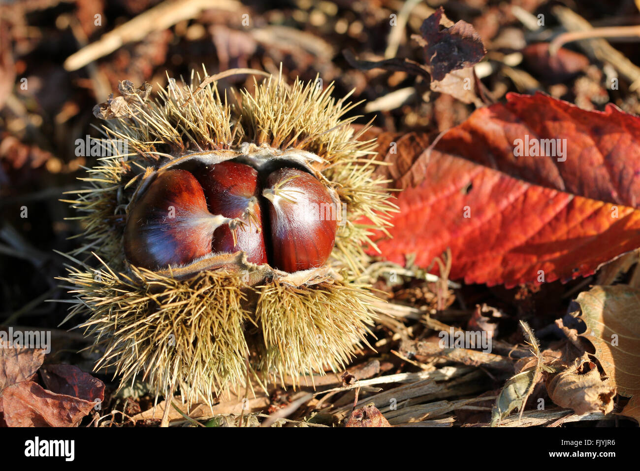 Chestnuts Stock Photo