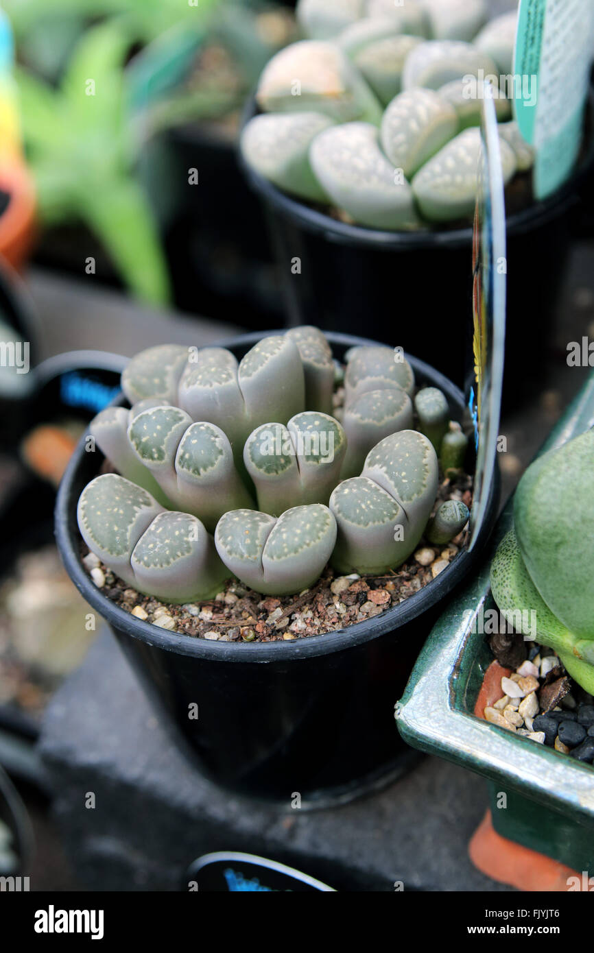 Lithops or also known as Living stone succulents Stock Photo