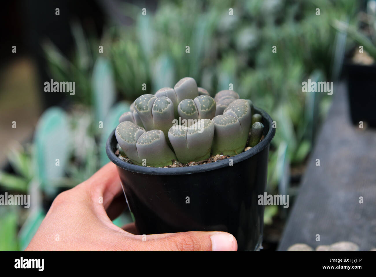 Lithops or also known as Living stone succulents Stock Photo