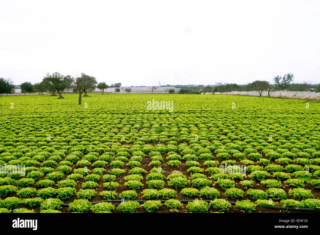 Vegetables growing in Apulia. Stock Photo