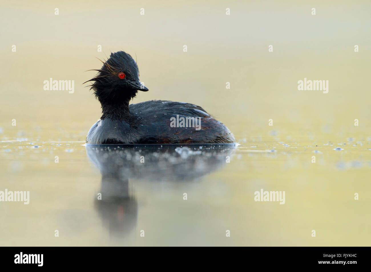 Black-necked Grebe / Eared Grebes ( Podiceps nigricollis ), wet from diving, swims on nice colored water, turn its head. Stock Photo