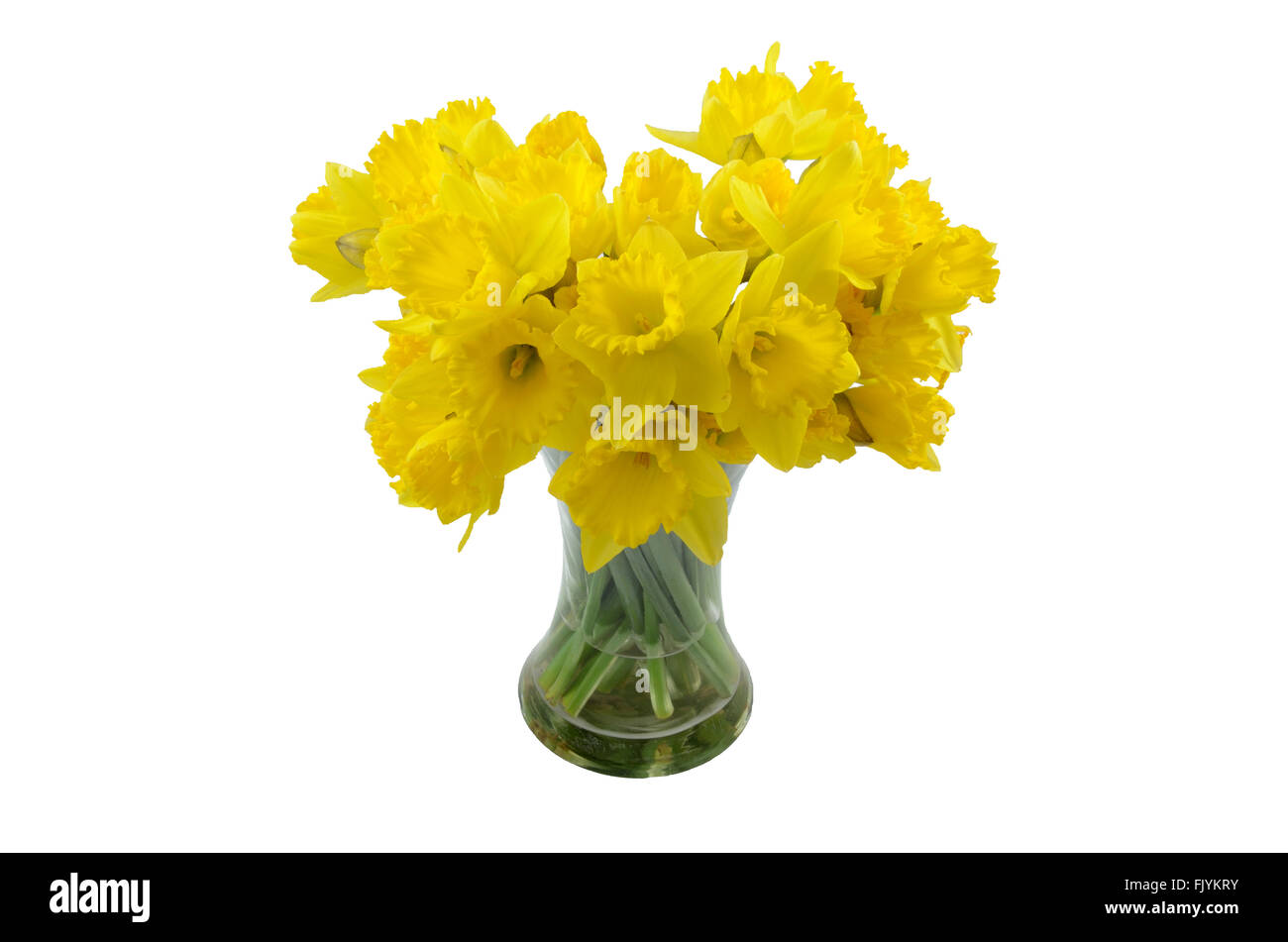 A vase of Daffodils on a white background Stock Photo - Alamy