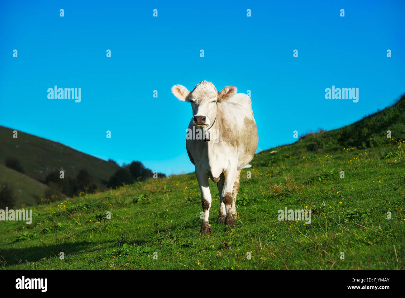 Green grass and pasture hi res stock photography and images Alamy