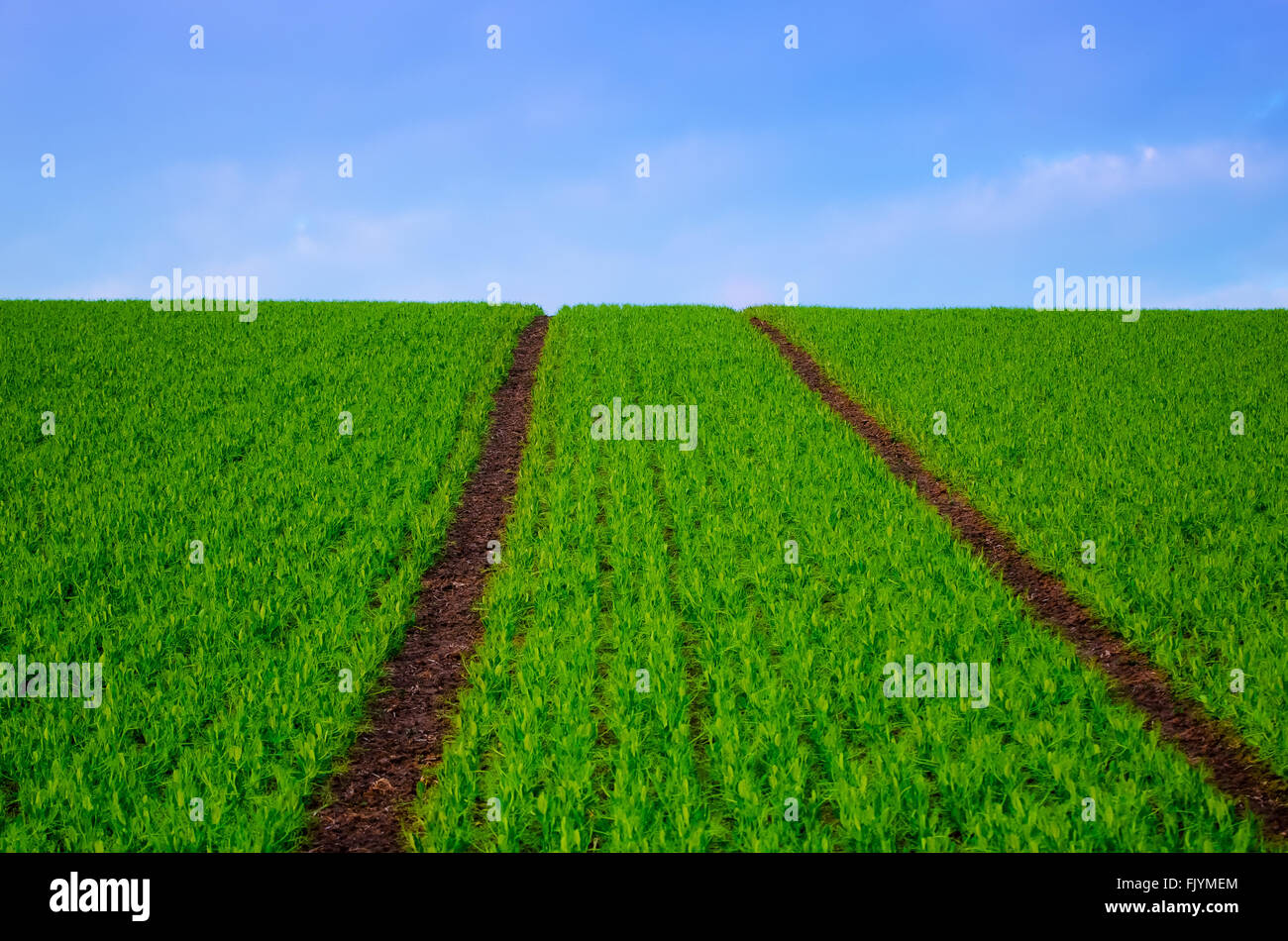 Bean field at spring Stock Photo Alamy