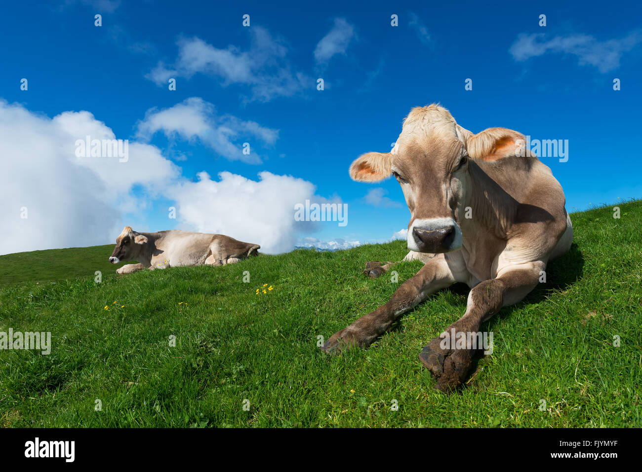 Brown Cows On Green Grass Pasture In Mountains With Blue Sky Stock Photo Alamy