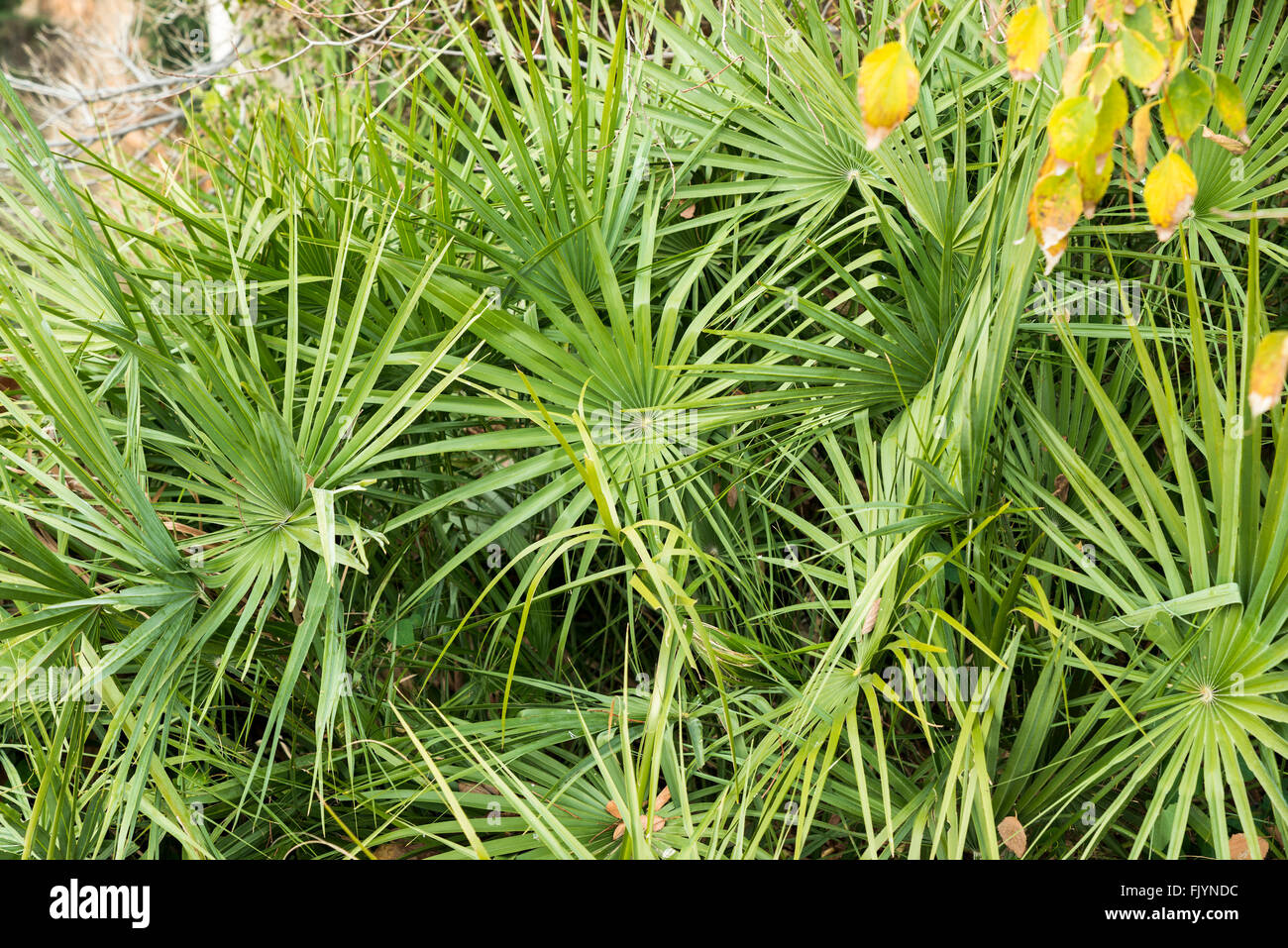 Leaves of fan palm Stock Photo Alamy