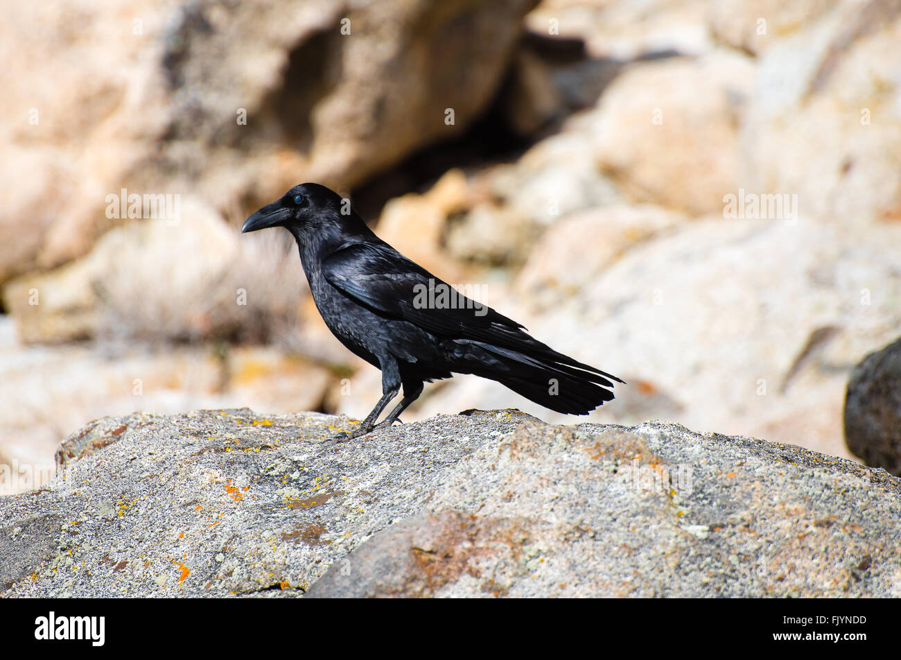 balck raven sitting on a rock Stock Photo