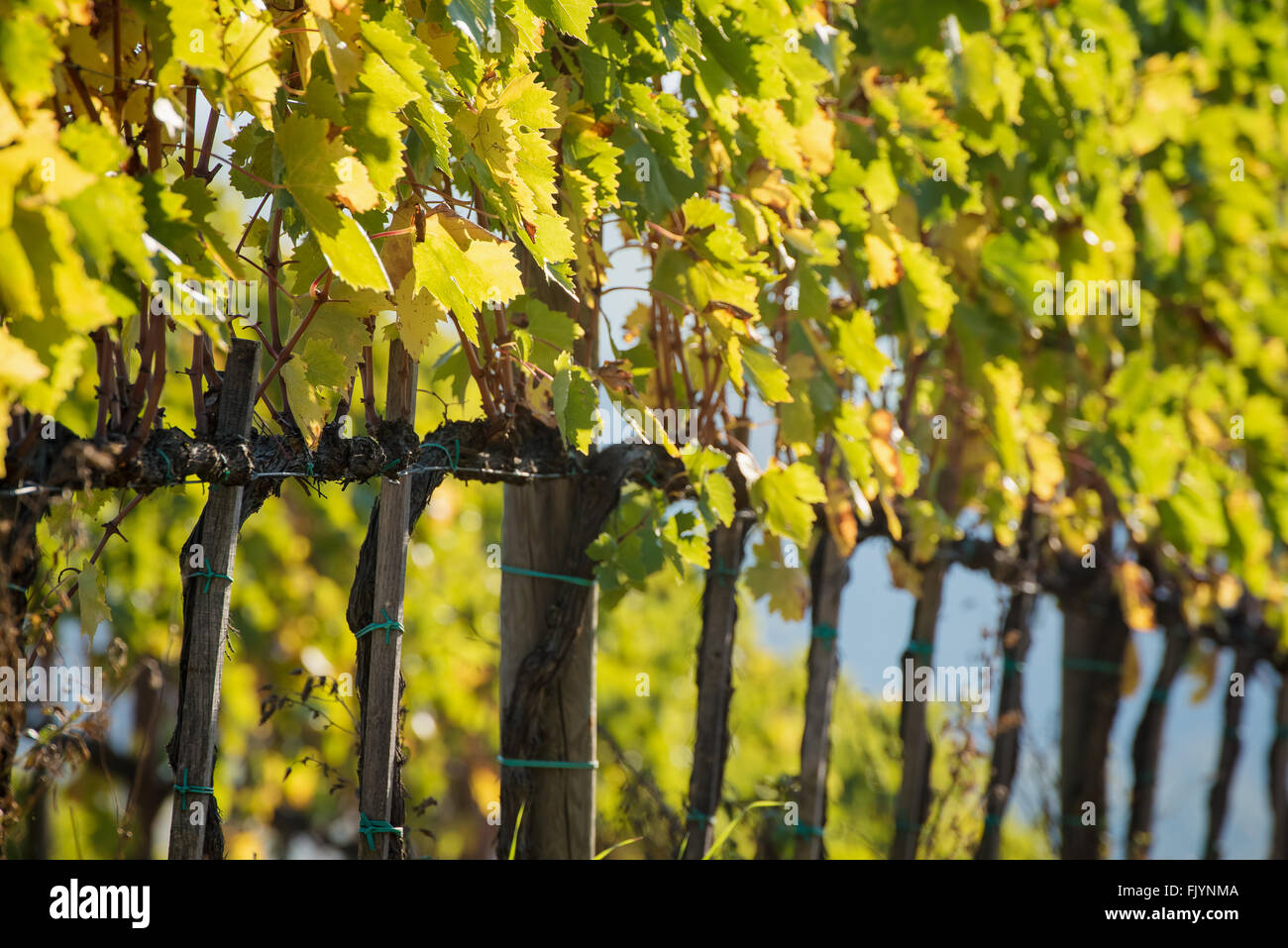 Shire farm vineyard hires stock photography and images Alamy