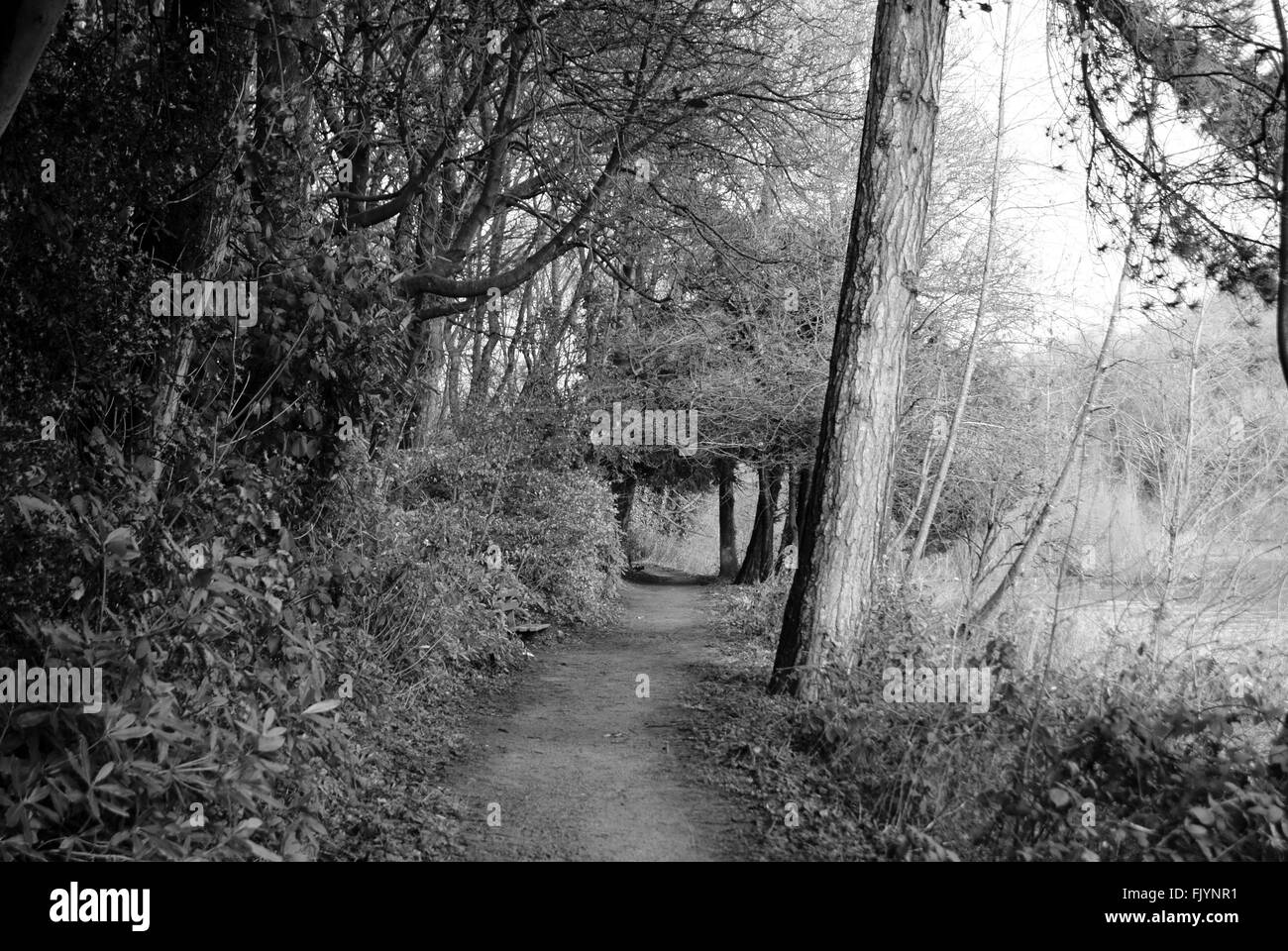 Into The Woods Stock Photo Alamy