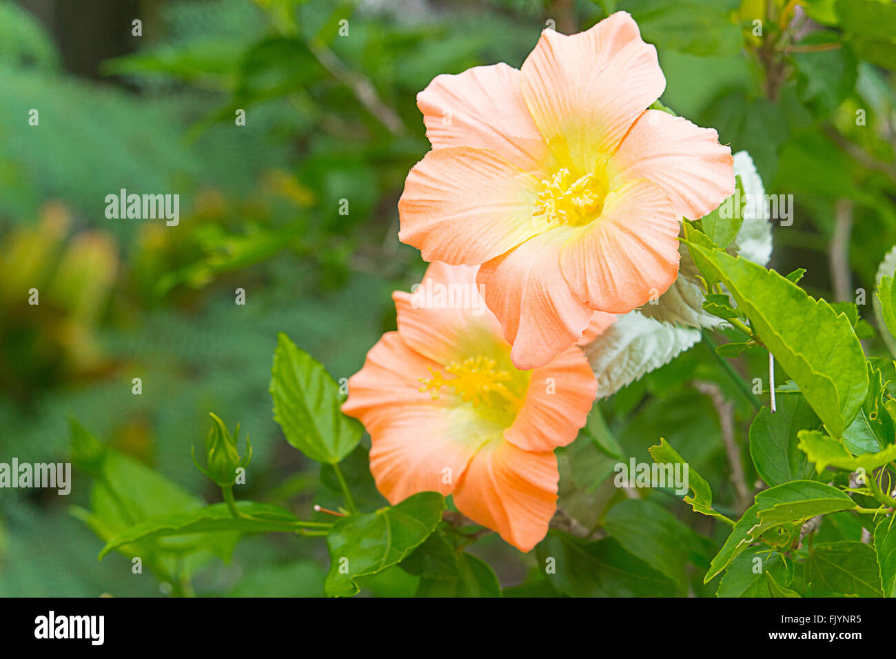 Orange hibiscus flower with leaves Stock Photo Alamy