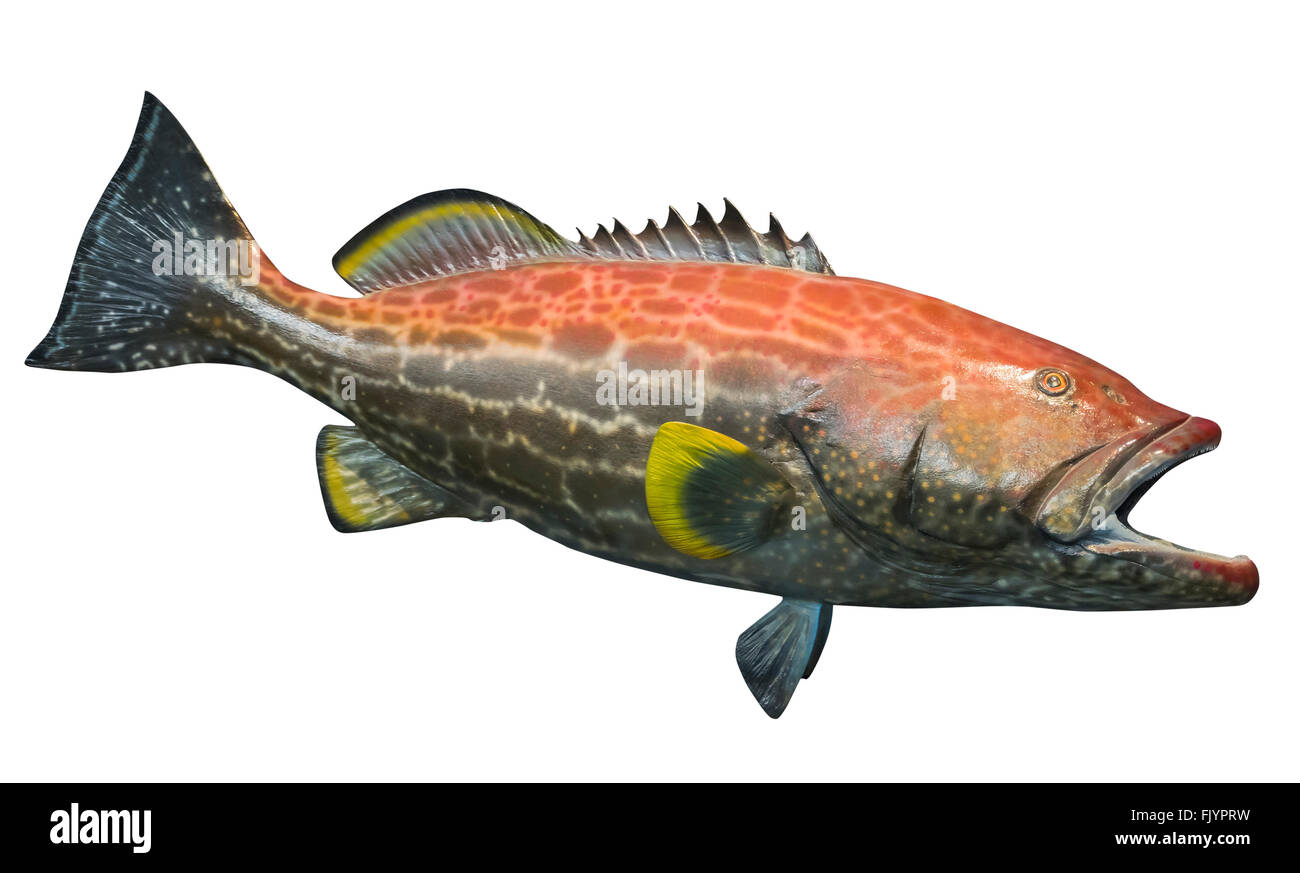 Large yellowfin grouper ( Mycteroperca venenosa ) Stock Photo