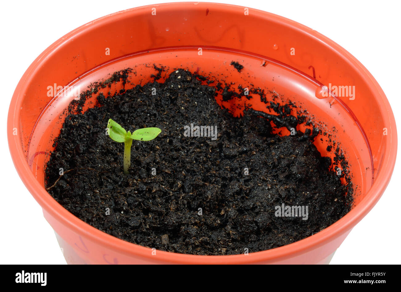 A seedling growing in a plant pot full of compost. Stock Photo