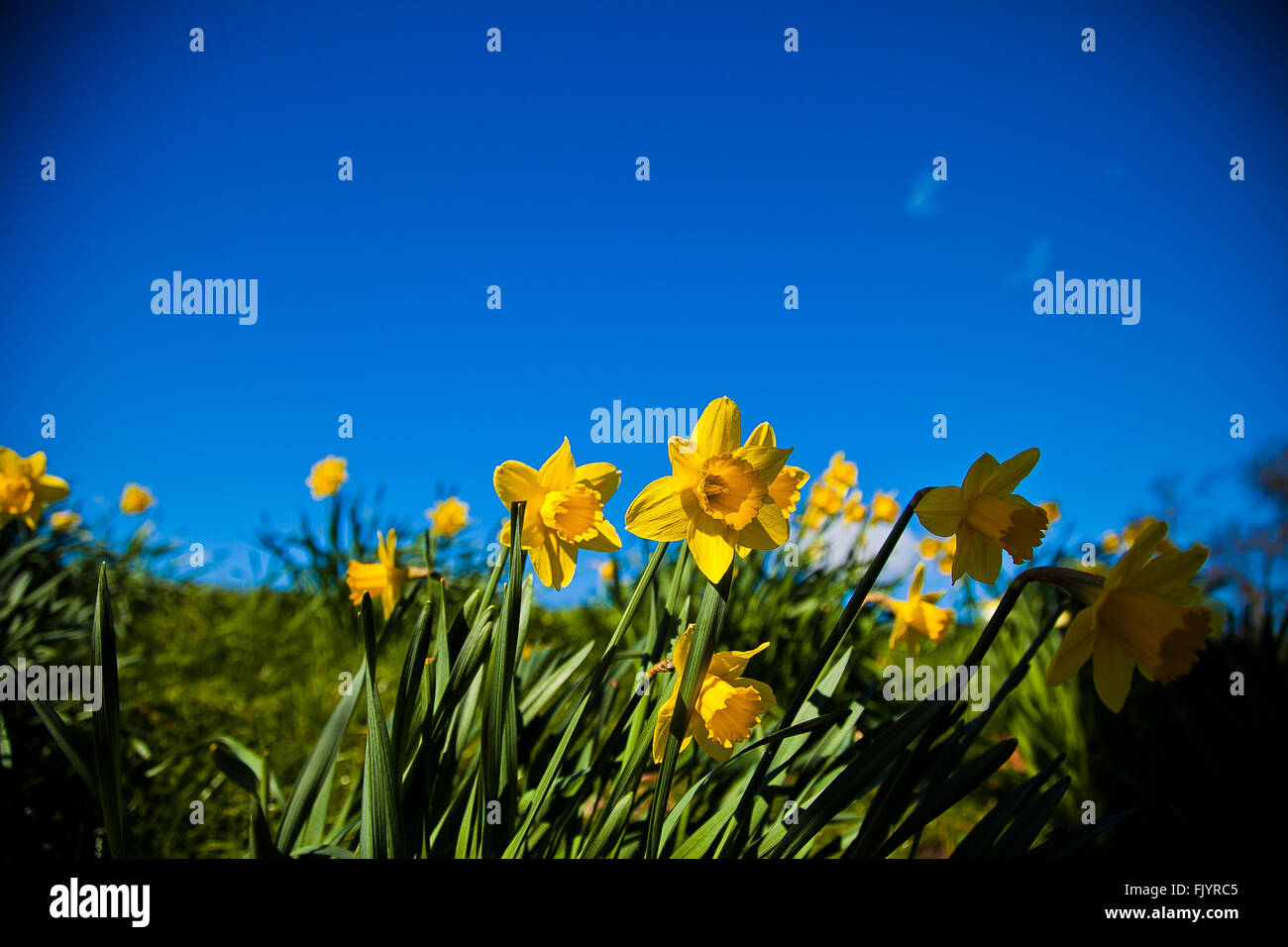 London, UK. 4th March, 2016. Daffodil bloom on a spring like day in ...