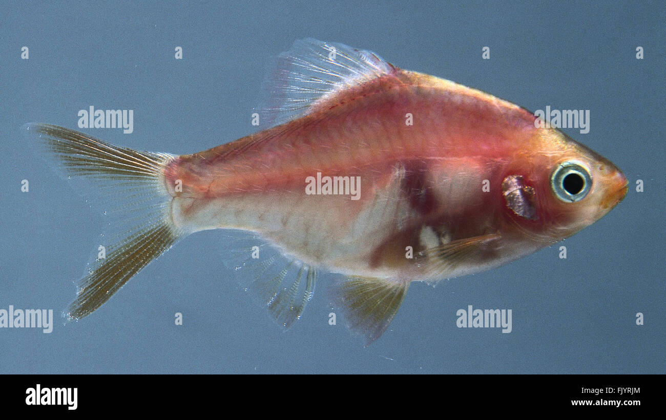 Red tiger Barb: An orange translucent fish. Stock Photo