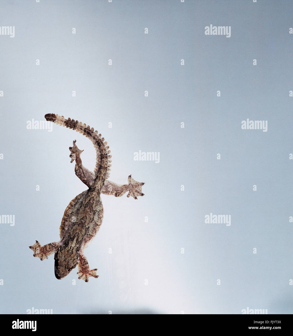 Kuhl's Flying Gecko (Ptychozoon kuhli) clinging to pane of glass, overhead view Stock Photo