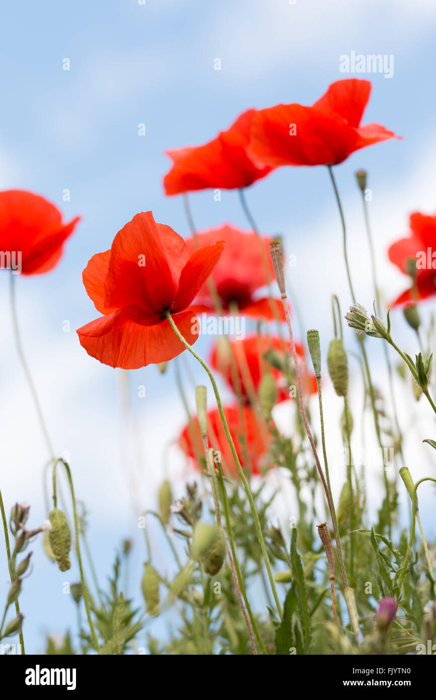 Close up of poppy flower Stock Photo - Alamy