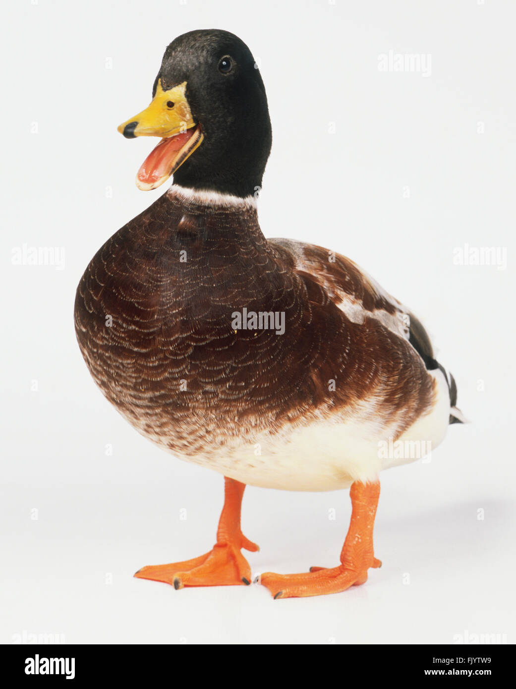Quacking duck hires stock photography and images Alamy